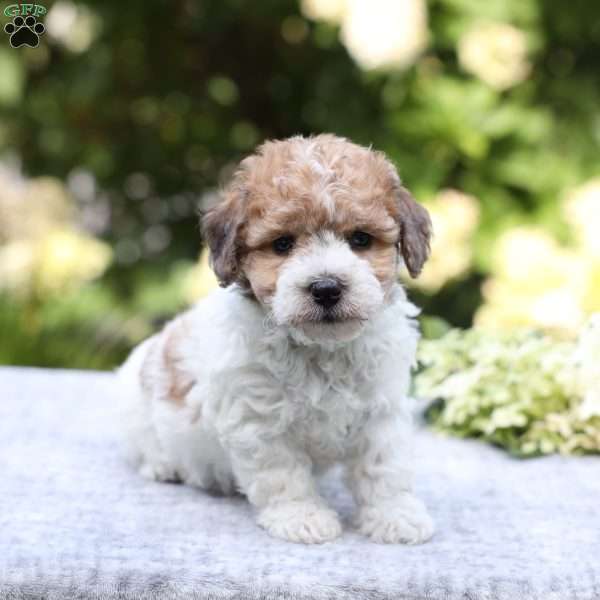 Rusty, Bich-Poo Puppy